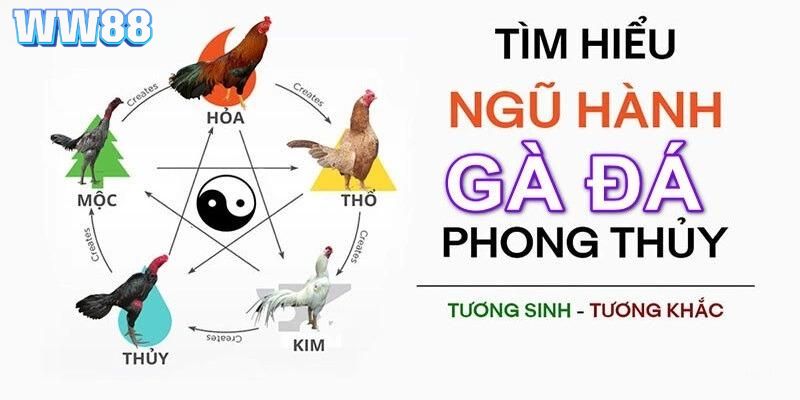 Màu mạng chiến kê quyết định đến 80% cơ hội giành chiến thắng